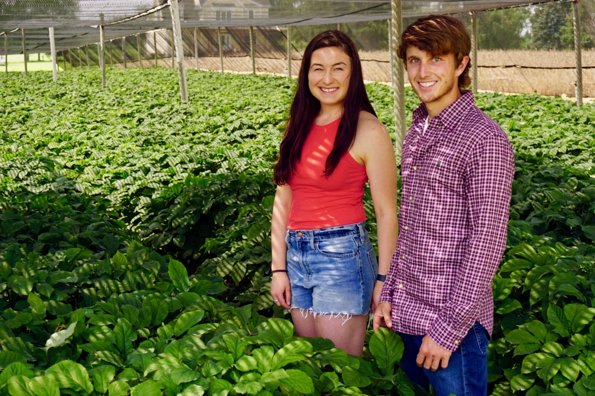  Great Lakes Ginseng 